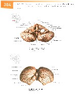 Sobotta Atlas of Human Anatomy  Head,Neck,Upper Limb Volume1 2006, page 311